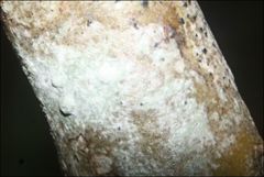 Pertusaria pertractata