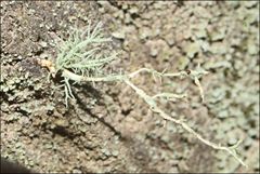 Usnea inermis