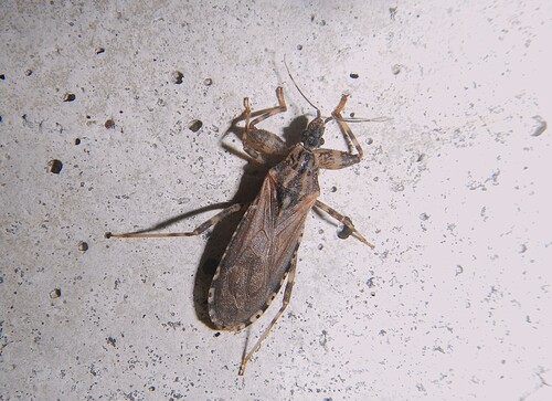 Oncocephalus squalidus