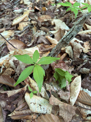 northern starflower
