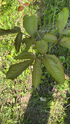 wild sarsaparilla