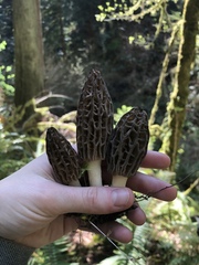 Morchella norvegiensis