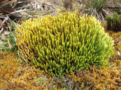 Phlegmariurus