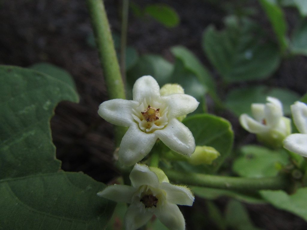 Ibatia harleyi