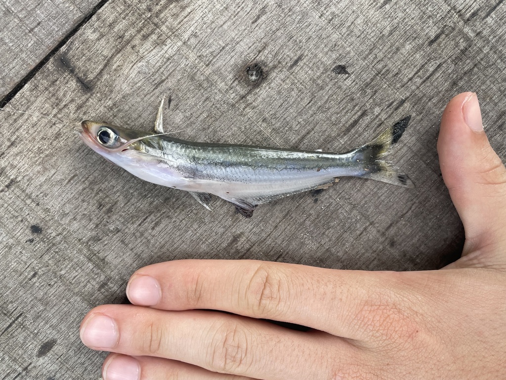 Toothed driftwood catfish (Auchenipterus dentatus) — Auchenipteridae