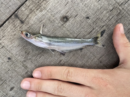 Toothed driftwood catfish (Auchenipterus dentatus) — Auchenipteridae