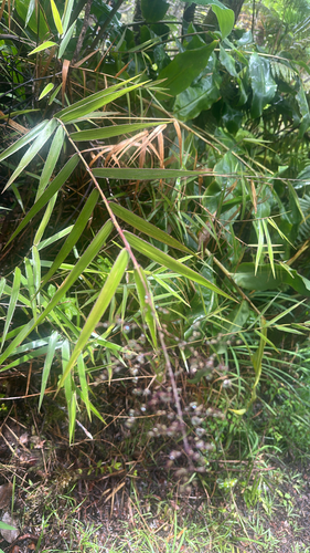 Isachne distichophylla observed 2026-06-01