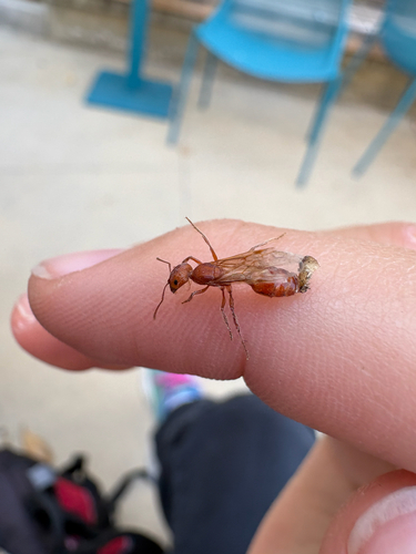 Maricopa Harvester Ant