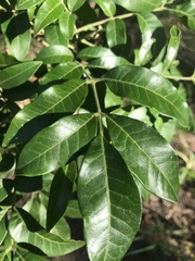 Flindersia xanthoxyla