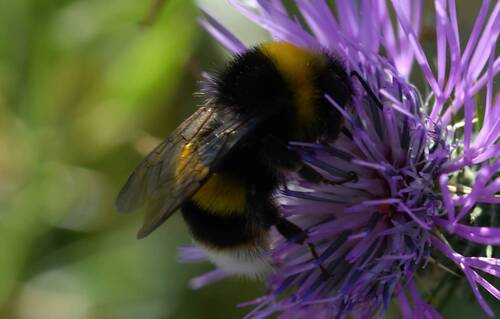 Bombus terrestris africanus