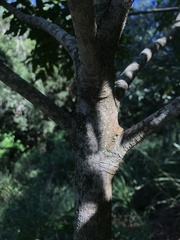 Flindersia xanthoxyla