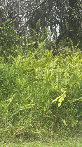Nephrolepis exaltata observed 2026-06-01