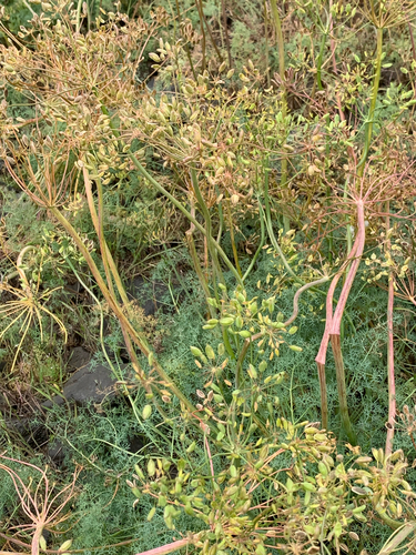 Lomatium grayi observed 2026-06-01