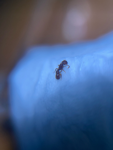 Proceratium itoi