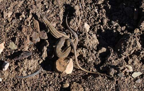 Olivier's Sand Lizard
