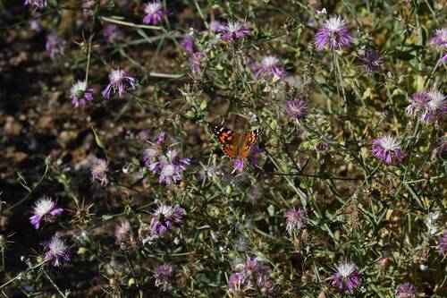 Painted Lady