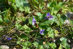 Bombylius major