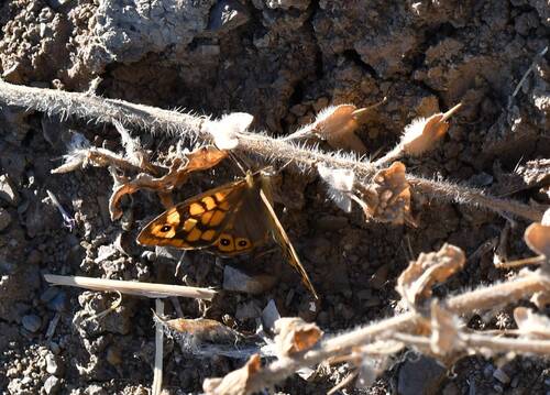 Speckled Wood