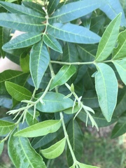 Flindersia xanthoxyla