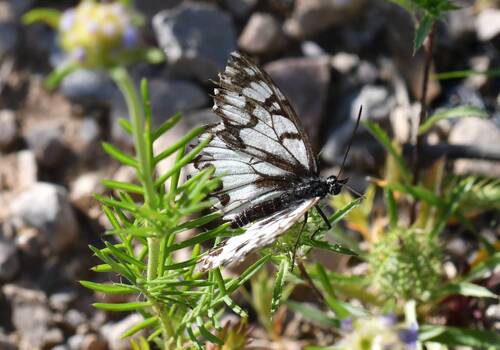 Spanish Marbled White