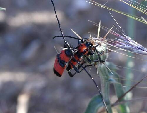 Purpuricenus desfontainii