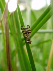 Otitini