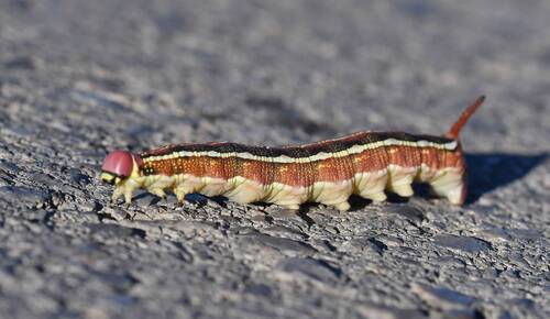Striped Hawkmoth
