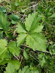 Cardamine diphylla