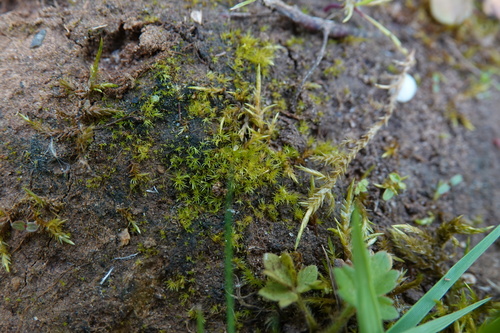 Dicranella varia observed 2026-06-01
