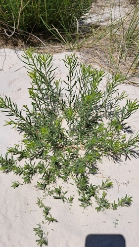 Southern Goldenbush