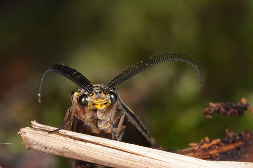 Spring Fishfly