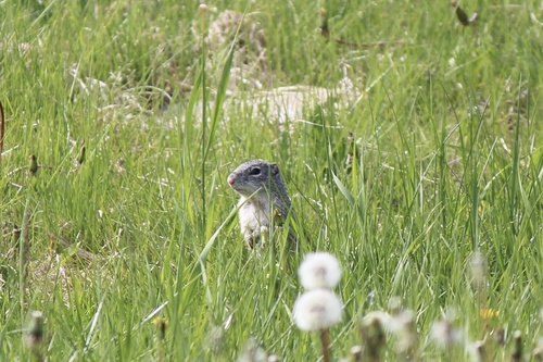 Franklin's Ground Squirrel observed by jjhobservations