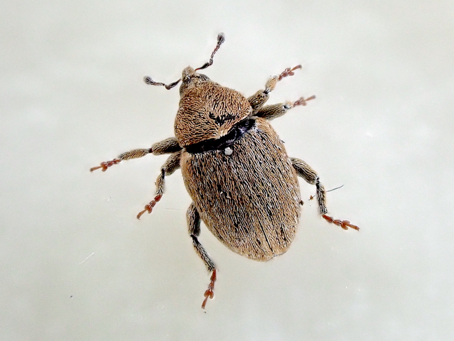 Sibinia pyrrhodactyla