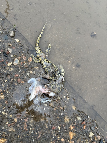 Western Tiger Salamander observed by ruthie123