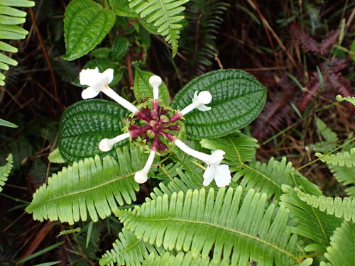 Phyllostegia grandiflora observed 2026-05-31