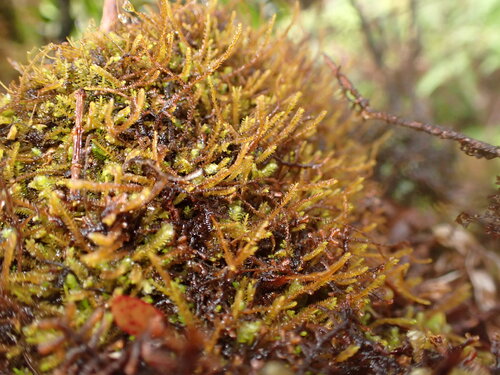 Herbertus gracilis observed 2026-05-31