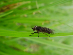 Haematopota pluvialis