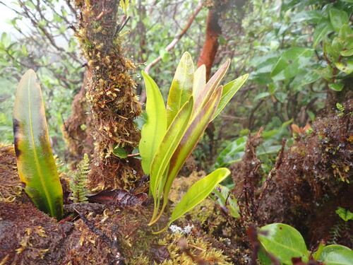 Elaphoglossum crassifolium observed 2026-05-31