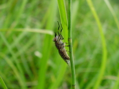 Haematopota pluvialis