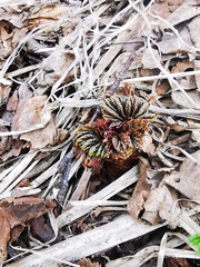 Filipendula camtschatica
