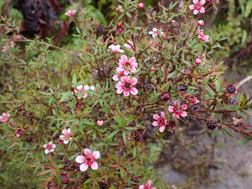 Leptospermum scoparium observed 2026-05-31