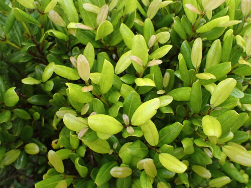 Syzygium sandwicense observed 2026-05-31