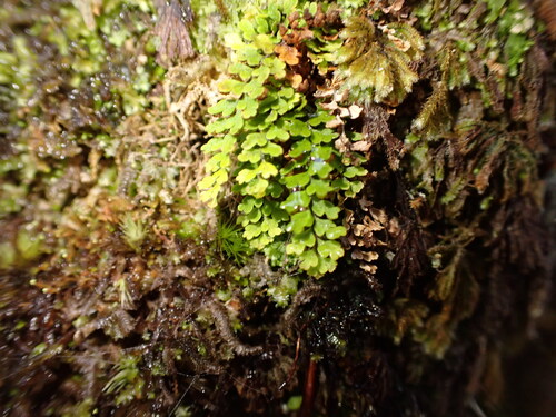 Adenophorus hymenophylloides observed 2026-05-31