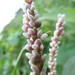 Persicaria ferruginea - Photo (c) Víctor de Paiva, some rights reserved (CC BY-NC-ND), uploaded by Víctor de Paiva