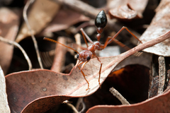 Myrmecia gratiosa