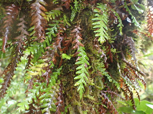 Adenophorus pinnatifidus, 2026-05-31