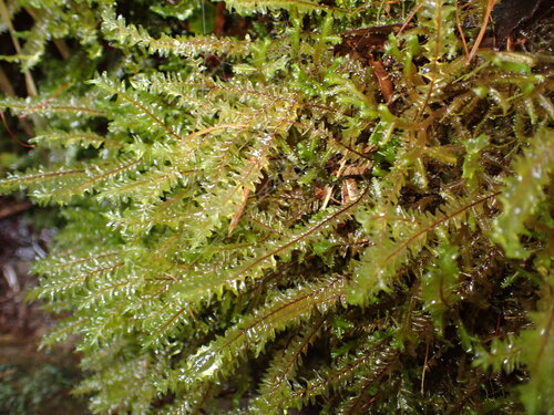 Plagiochila deflexa observed 2026-05-31