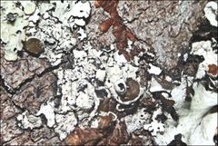 Austroparmelina pseudorelicina