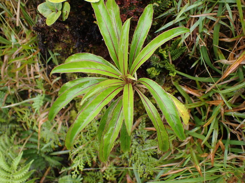 Trematolobelia macrostachys observed 2026-05-31