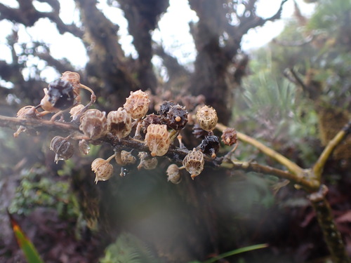 Trematolobelia macrostachys observed 2026-05-31